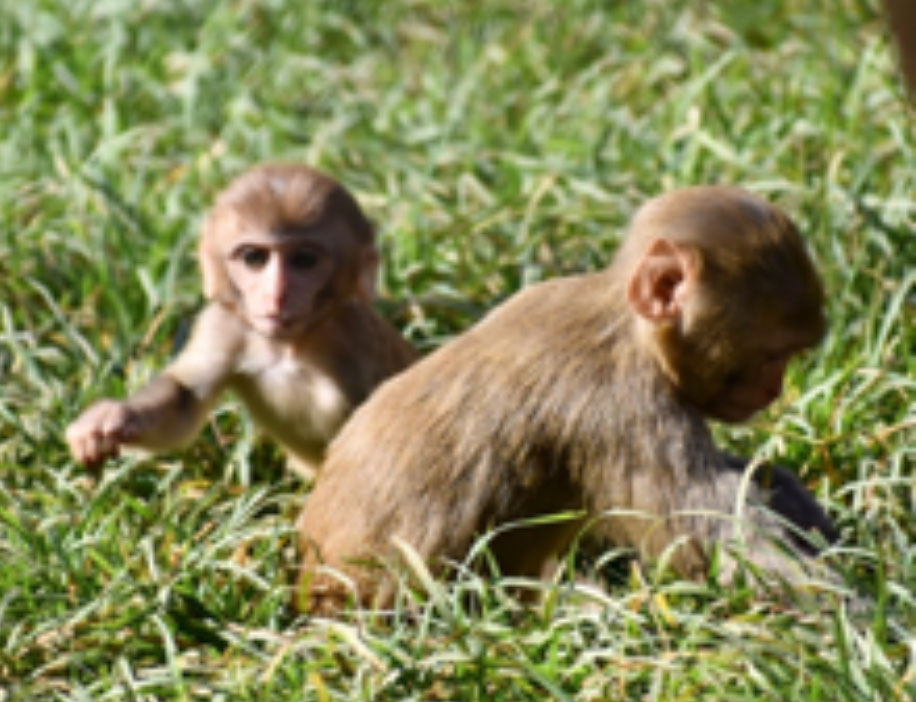 Monkeys foraging