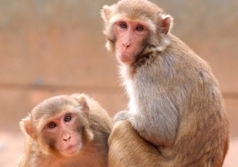 Rhesus Macaque