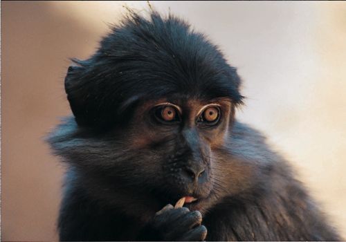Sooty Mangabey